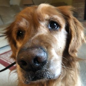 Meet your Posher, Tony